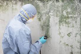 Reliable Prestbury, IL Mold Removal Services Solutions